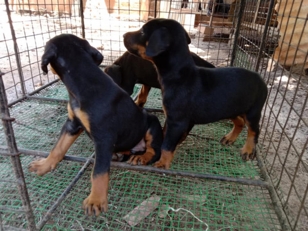 doberman-puppy-sale-in-jaffna-big-1