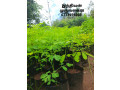 pavesharu-poonganishsoolai-plants-for-sale-jaffna-small-3