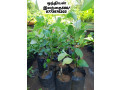 pavesharu-poonganishsoolai-plants-for-sale-jaffna-small-0