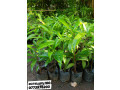 pavesharu-poonganishsoolai-plants-for-sale-jaffna-small-1