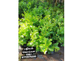 pavesharu-poonganishsoolai-plants-for-sale-jaffna-small-2