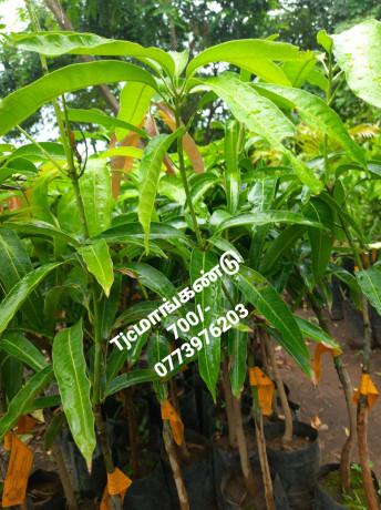 pavesharu-poonganishsoolai-plants-for-sale-jaffna-big-4