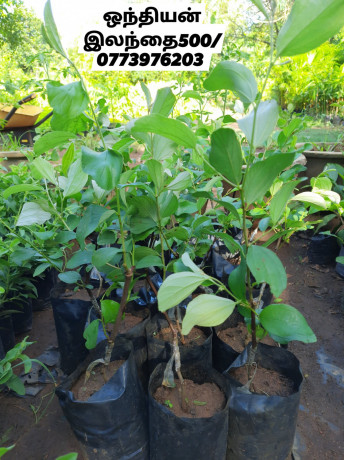 pavesharu-poonganishsoolai-plants-for-sale-jaffna-big-0