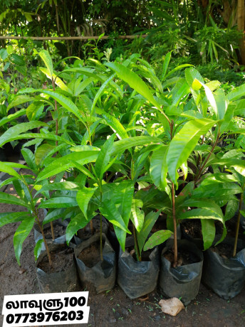 pavesharu-poonganishsoolai-plants-for-sale-jaffna-big-1