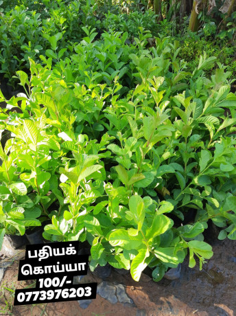 pavesharu-poonganishsoolai-plants-for-sale-jaffna-big-2
