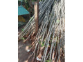 cassava-stick-for-sale-in-jaffna-small-0