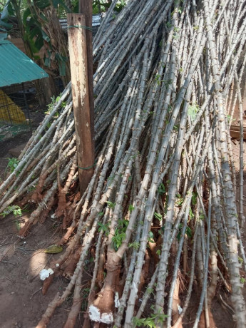 cassava-stick-for-sale-in-jaffna-big-1