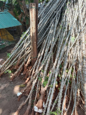 cassava-stick-for-sale-in-jaffna-big-0
