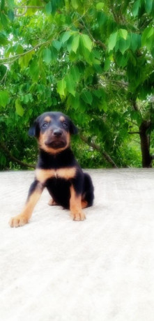 doberman-puppy-sale-in-jaffna-big-0