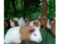guinea-pig-for-sale-in-jaffna-small-1