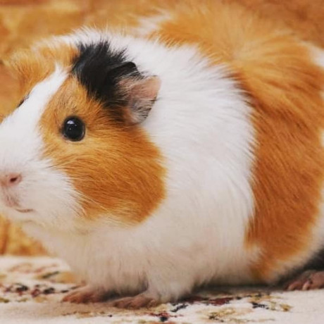 guinea-pig-for-sale-in-jaffna-big-0
