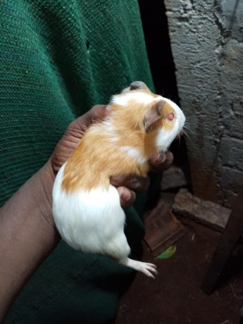 guinea-pig-for-sale-in-jaffna-big-3