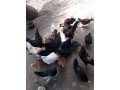 country-hen-sale-in-jaffna-small-0