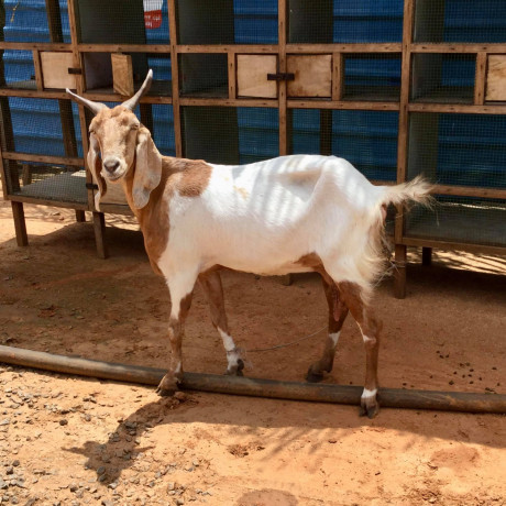 goats-for-sale-in-jaffna-big-0