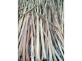 palm-bat-for-sale-in-jaffna-small-1