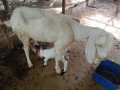 goats-for-sale-in-jaffna-small-2