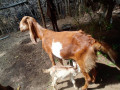 goats-for-sale-in-jaffna-small-1