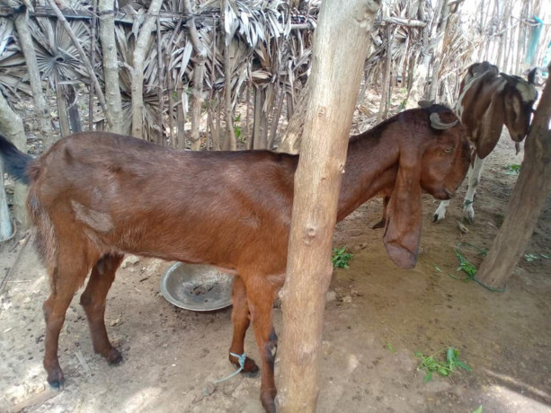 goats-for-sale-in-jaffna-big-3