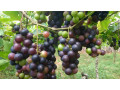 grapes-for-sale-in-jaffna-small-0