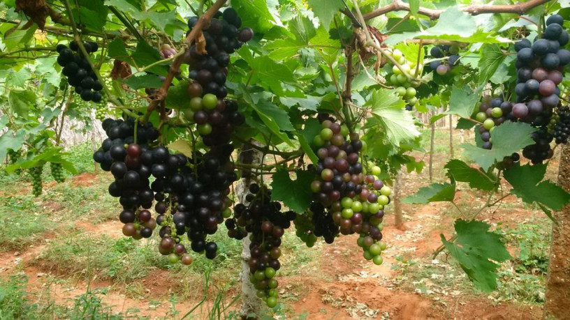 grapes-for-sale-in-jaffna-big-1