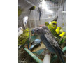 love-birds-for-sale-in-alaveddy-small-2