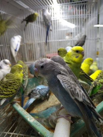 love-birds-for-sale-in-alaveddy-big-2