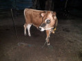 cow-sale-in-jaffna-small-1