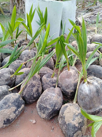 coconut-plants-for-sale-in-jaffna-big-1