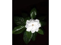 night-flowering-jasmine-plants-sale-in-jaffna-small-1