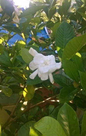 night-flowering-jasmine-plants-sale-in-jaffna-big-0