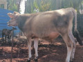 cow-for-sale-in-jaffna-small-2