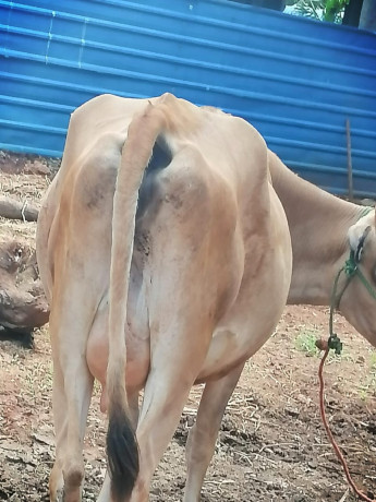 cow-for-sale-in-jaffna-big-1