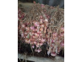 onion-for-sale-in-jaffna-small-0
