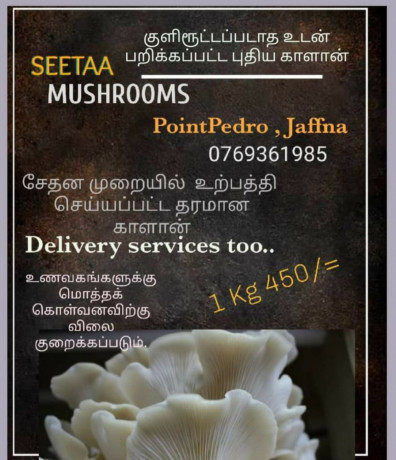 mushrooms-for-sale-in-pointpedro-big-0