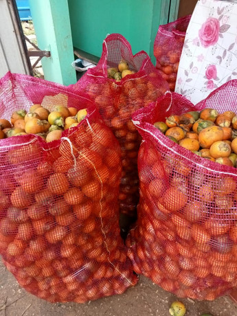 betel-nut-purchase-in-jaffna-big-1