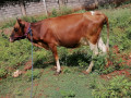 milk-cow-sale-in-jaffna-small-1