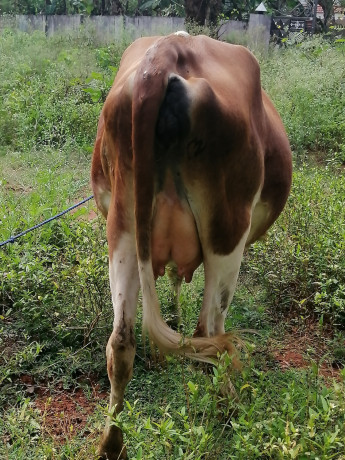 milk-cow-sale-in-jaffna-big-2
