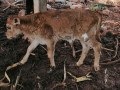 cow-for-sale-in-jaffna-small-1