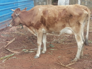 Cow for sale in Jaffna