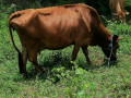 cow-for-sale-in-jaffna-small-3