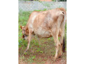 cow-sale-in-jaffna-small-2