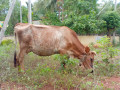 cow-sale-in-jaffna-small-0