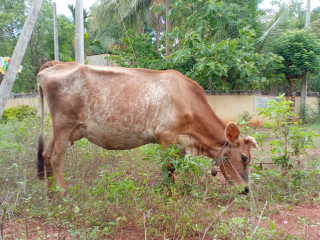 Cow sale in Jaffna