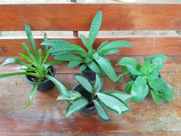 indoor-plants-for-sale-in-jaffna-big-0
