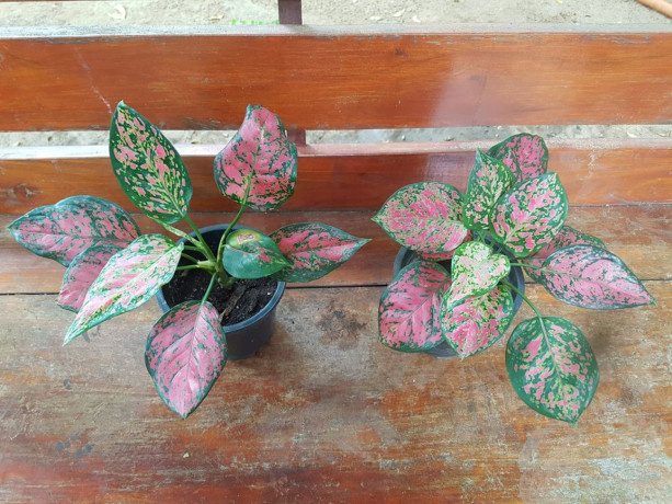 indoor-plants-for-sale-in-jaffna-big-3