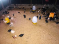 one-month-chicken-for-sale-in-jaffna-small-2