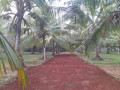 coconut-land-for-sale-in-jaffna-chavakachcheri-small-1