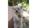 pomeranian-puppy-for-sale-in-jaffna-small-0