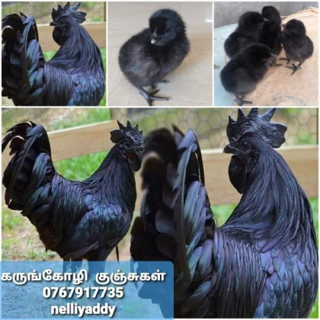 black-chicken-for-sale-in-jaffna-big-0
