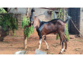 male-goat-for-sale-in-jaffna-small-1
